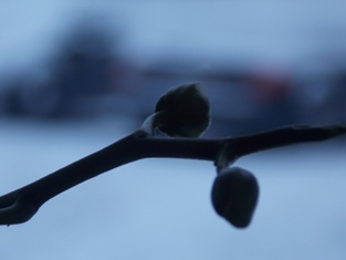 erste Knubbel an der Orchidee erste Knubbel an der Orchidee