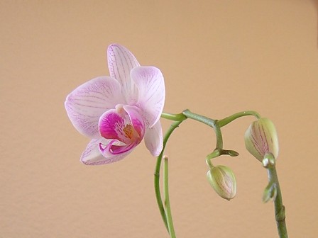 Orchidee